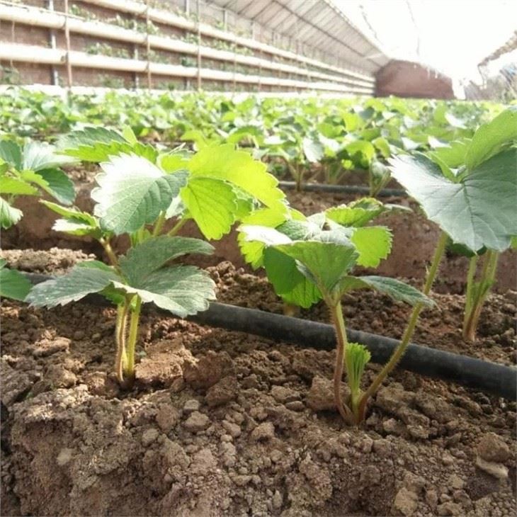 Vegetable Garden Irrigation